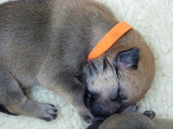 chinook dog